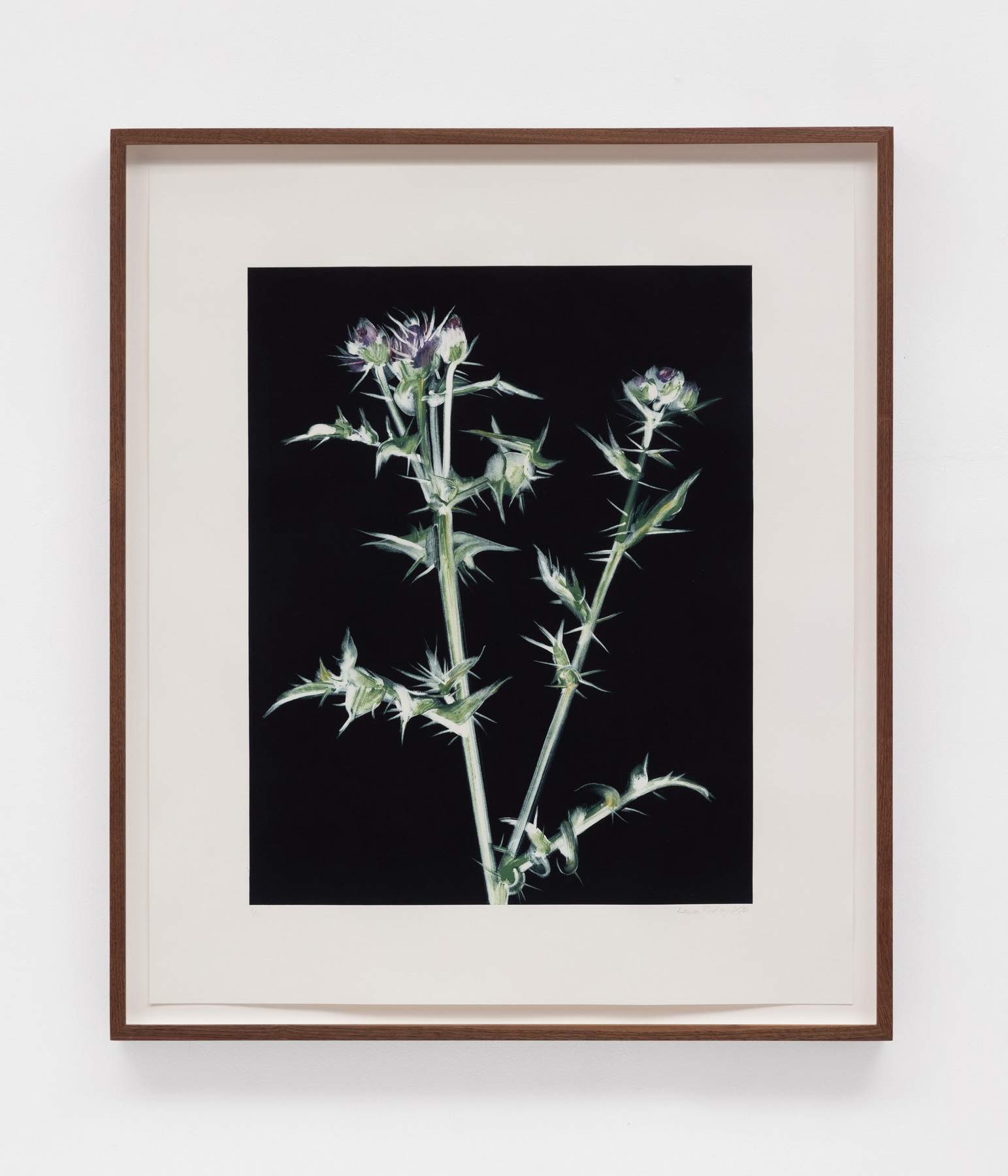 Thistle