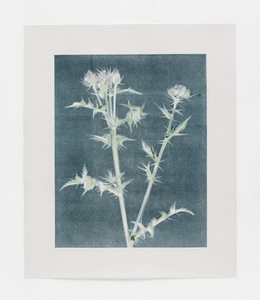 Thistle Ghost