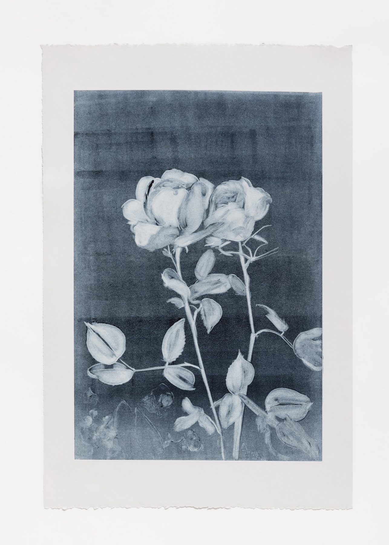 Rose Study 3 Ghost