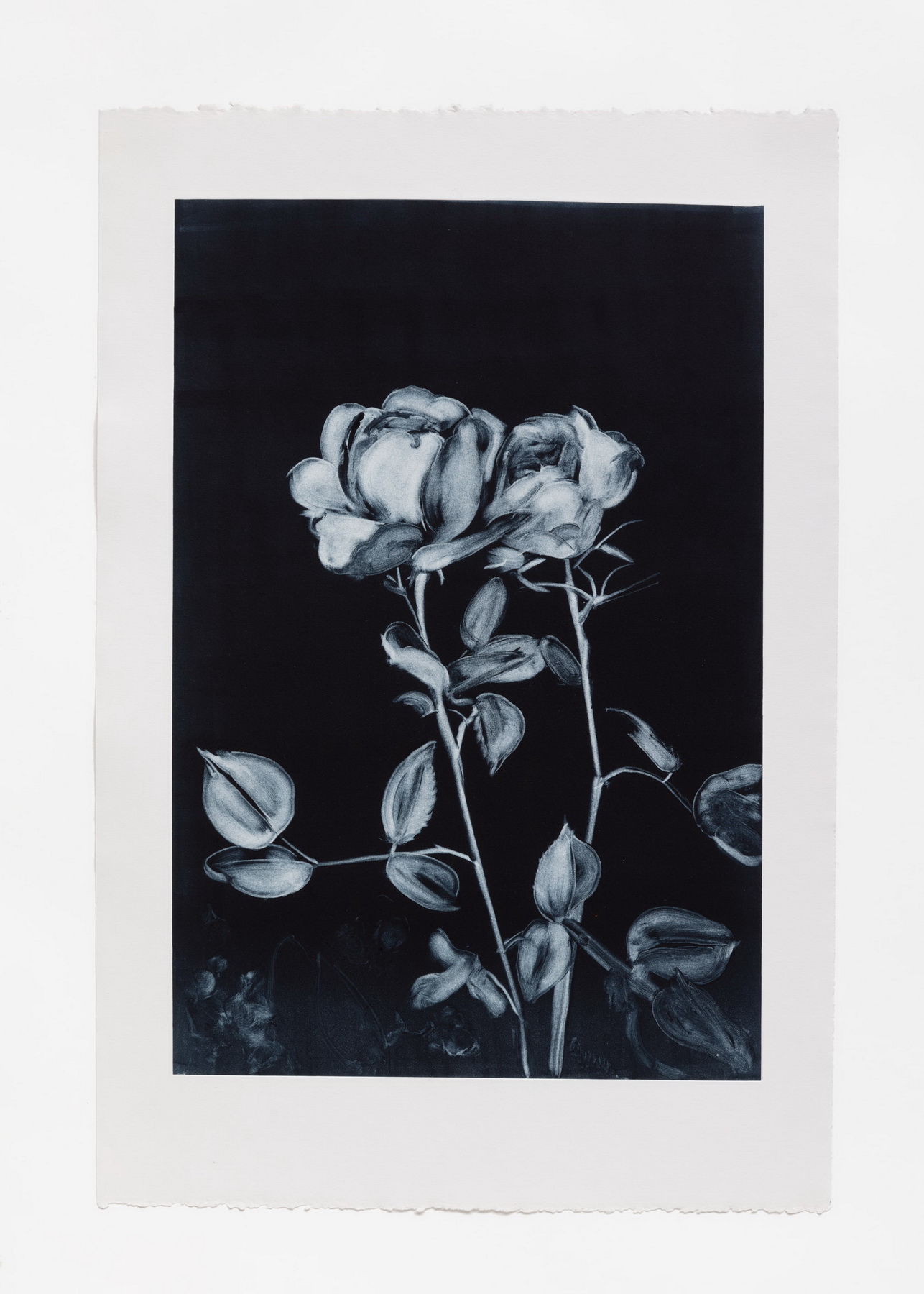 Rose Study 3