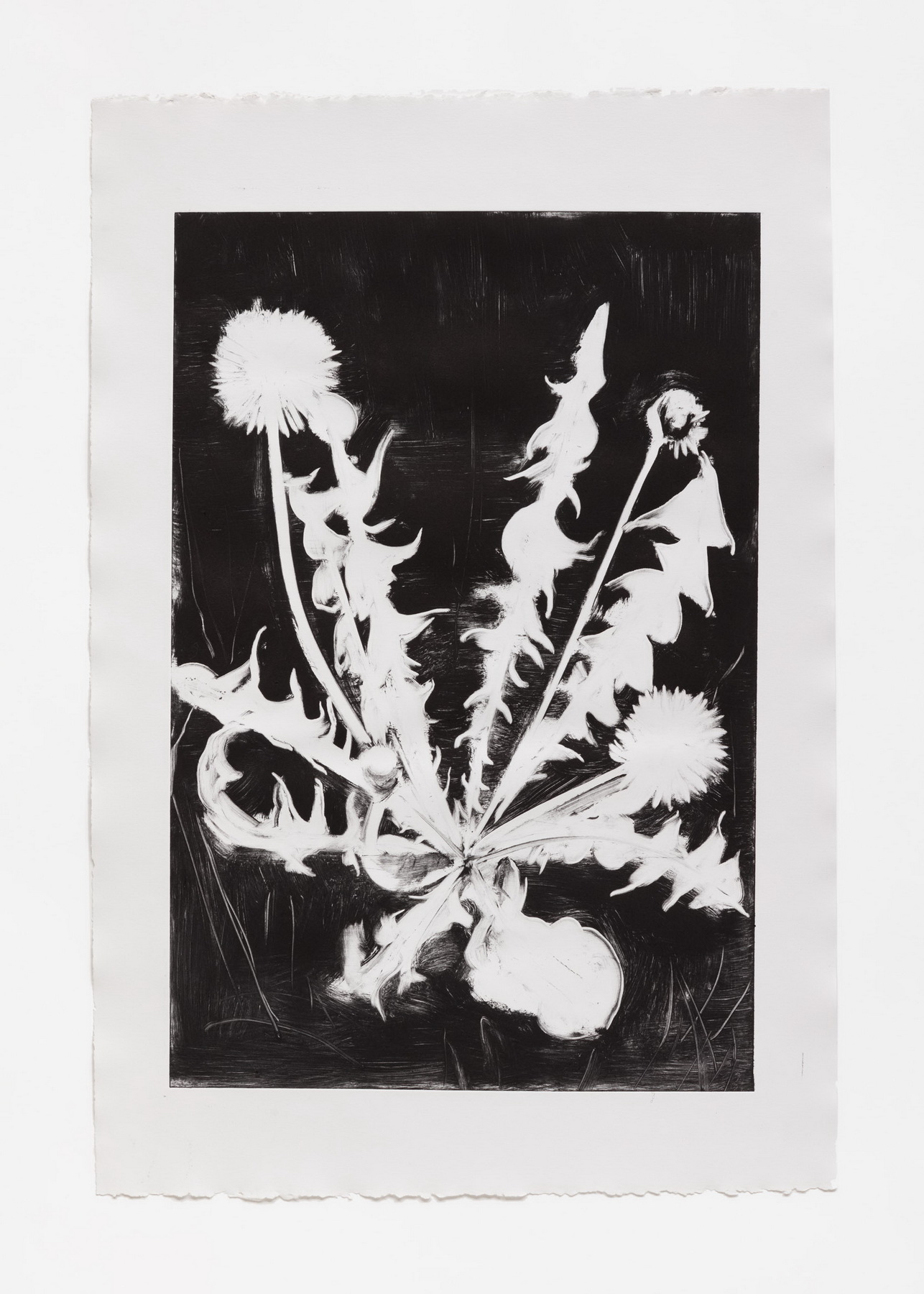 Black Dandelion Study