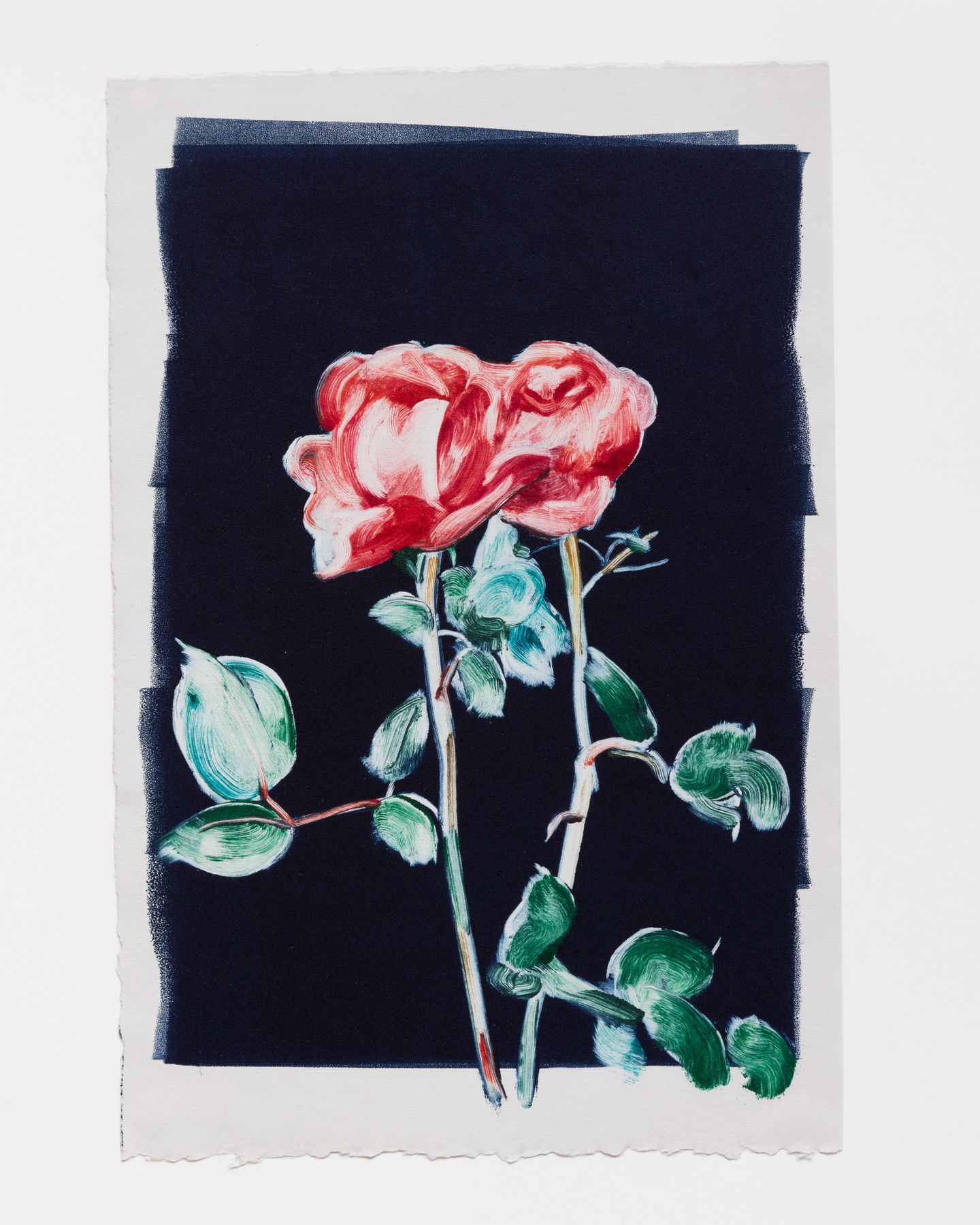 Colour Rose Study 1