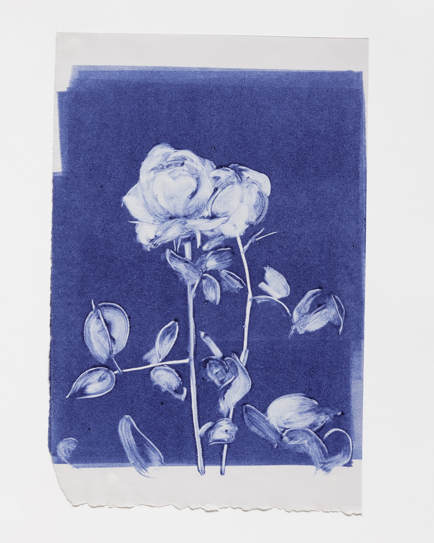 Rose Study 1 Ghost