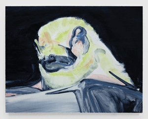 Hoary Bat