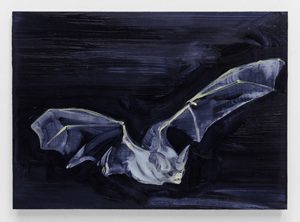 Grey Bat