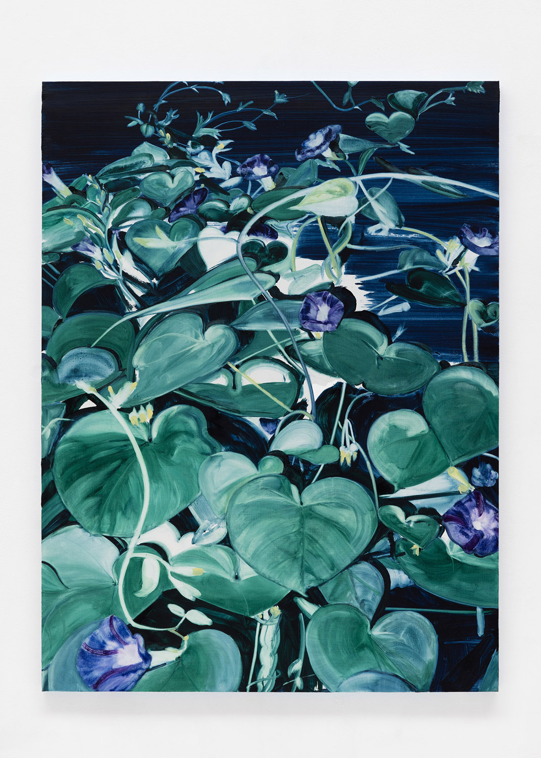 Morning Glories