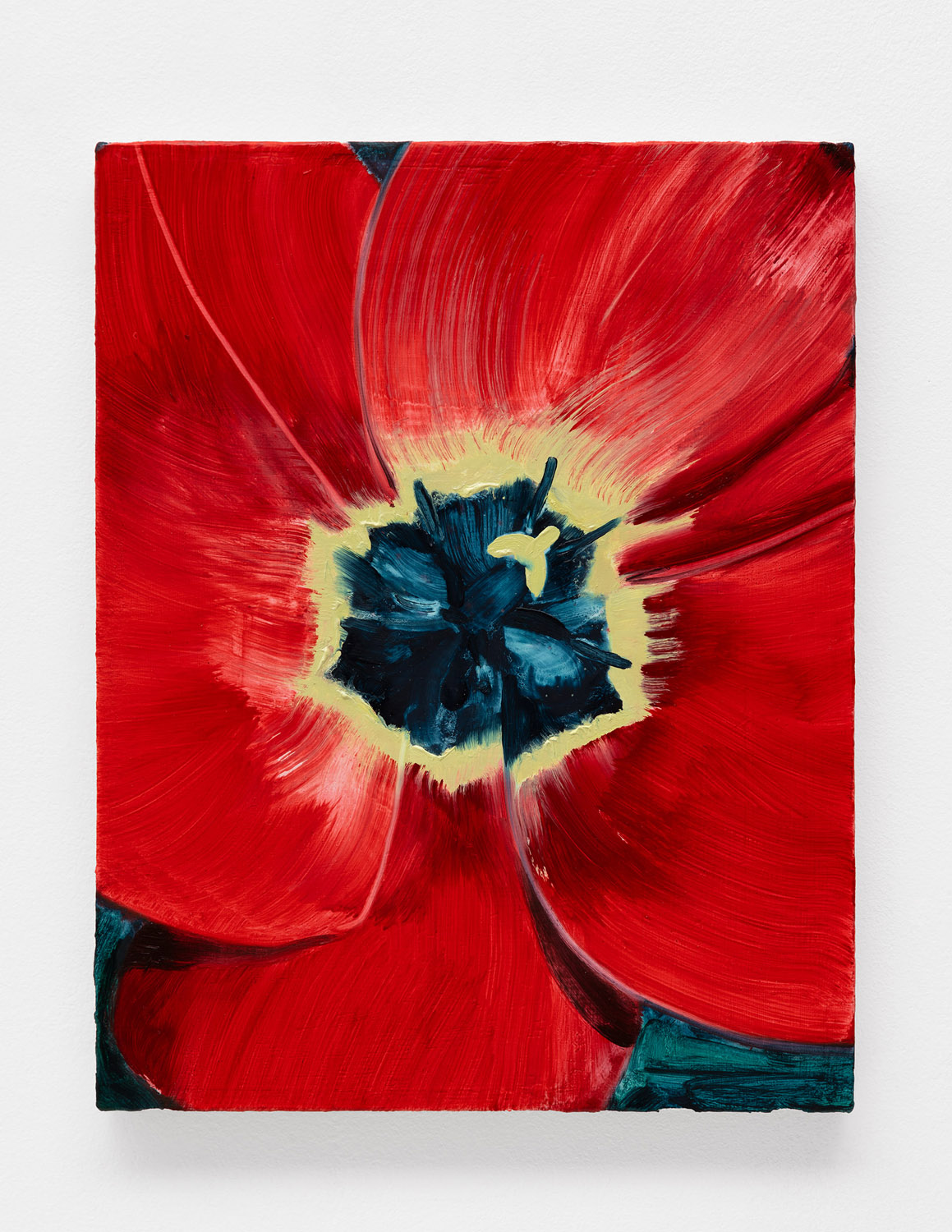 Tulip